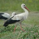 Kaszálón táplálkozó fehér gólyák